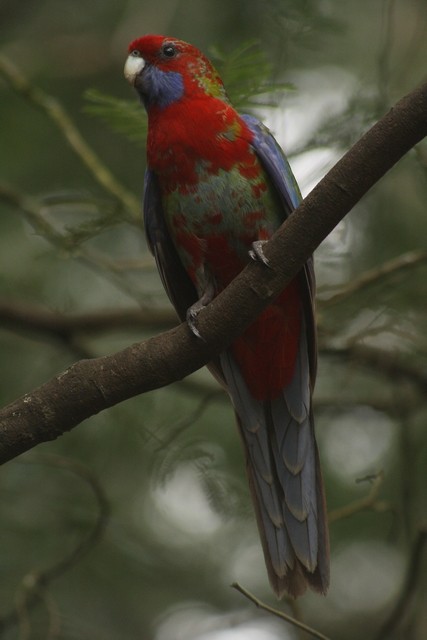 Crimson Rosella - ML205883561