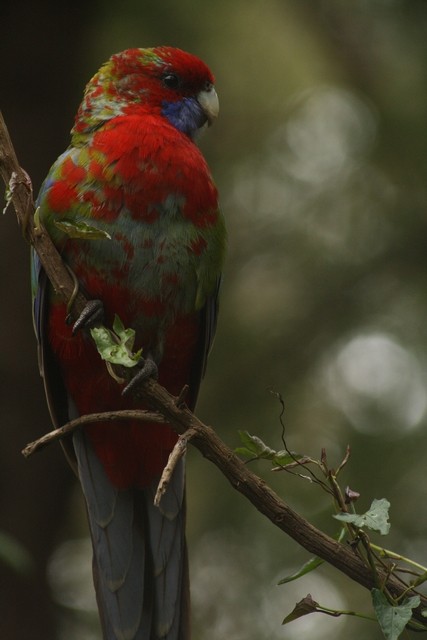 Crimson Rosella - ML205883571