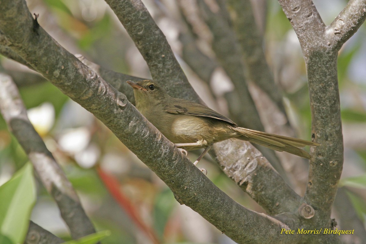 Madagaskar Çalı Ötleğeni (longicaudata) - ML205885361