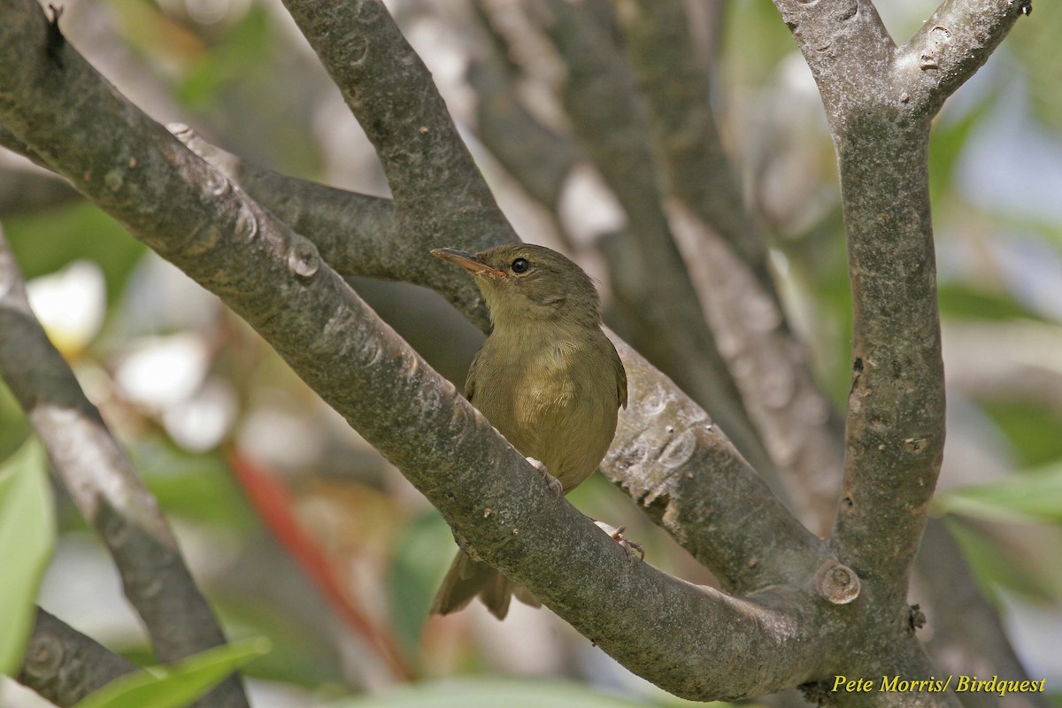 Madagaskar Çalı Ötleğeni (longicaudata) - ML205885371