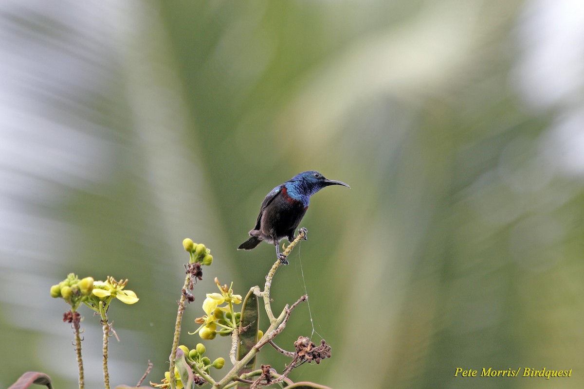 Anjouan Sunbird - ML205885411