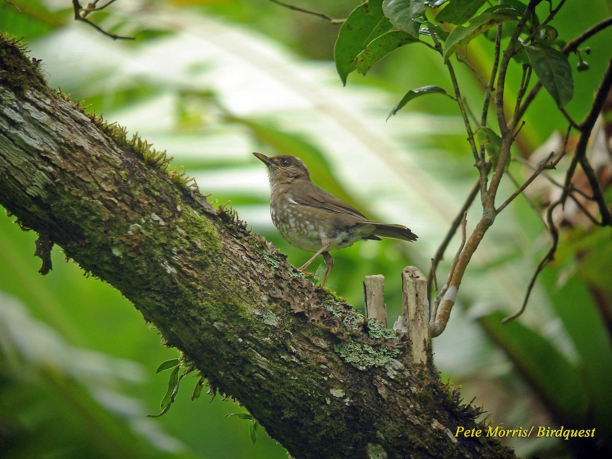 Comoro Thrush - ML205885471