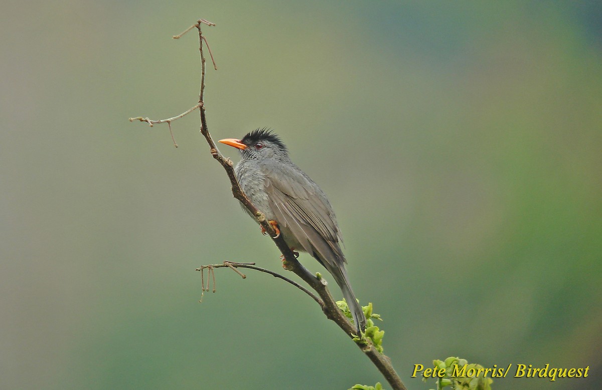 Madagaskar-Rotschnabelbülbül - ML205885501