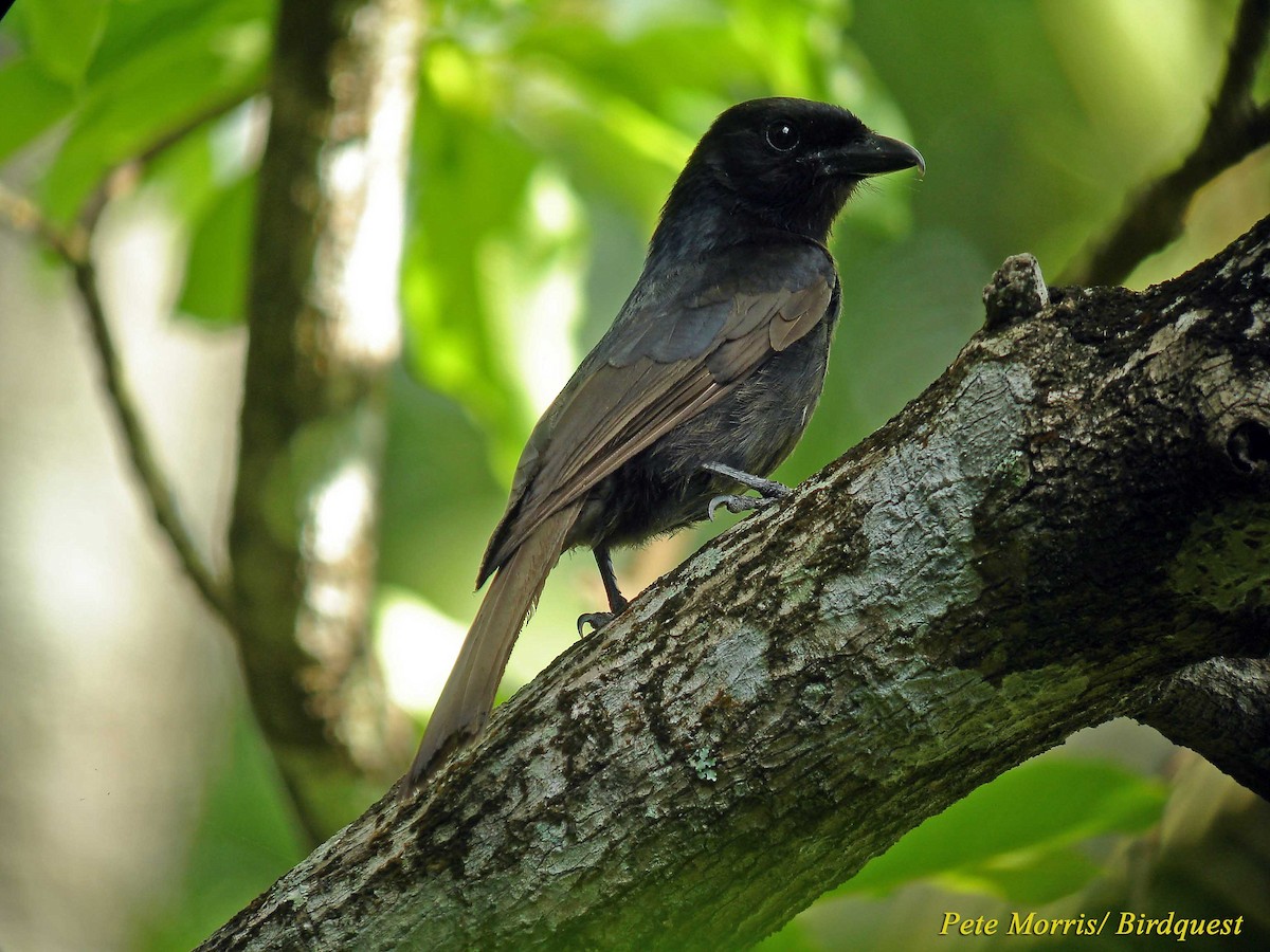 Grande Comore Drongo - Pete Morris