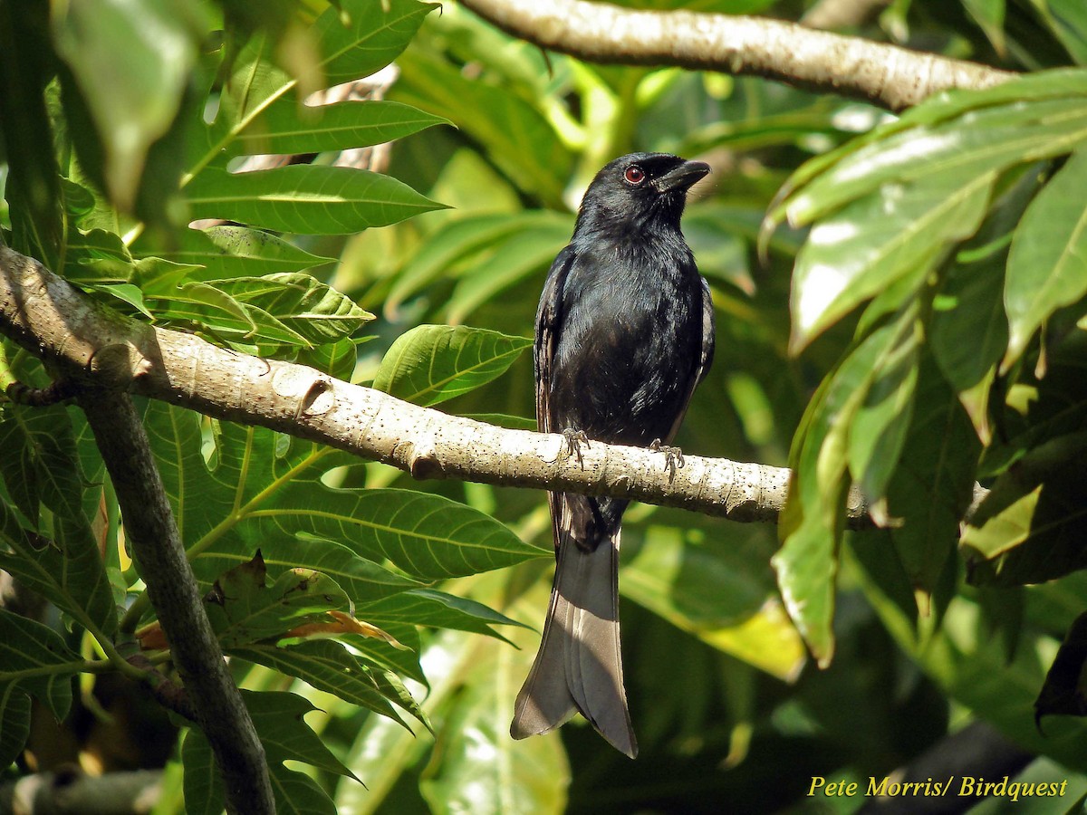 Grande Comore Drongo - Pete Morris