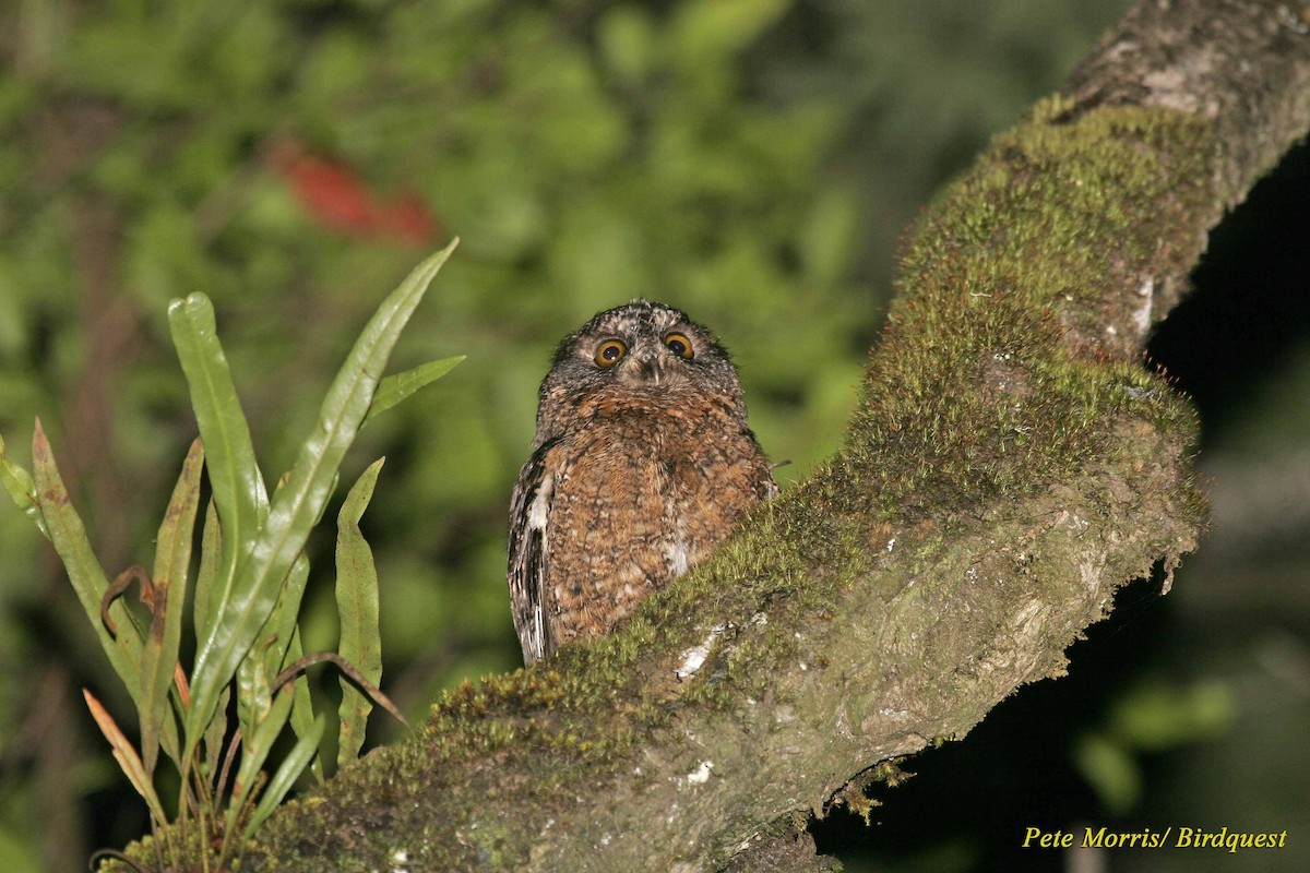 Comoro Scops-Owl - ML205885561