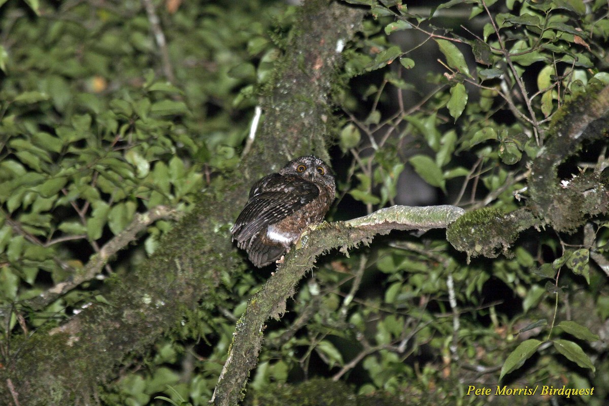 Comoro Scops-Owl - ML205885571