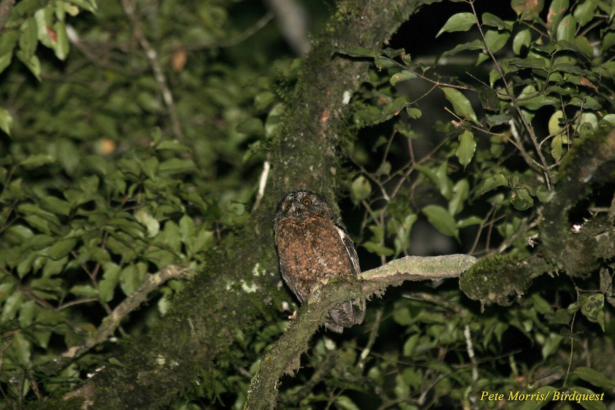 Comoro Scops-Owl - Pete Morris