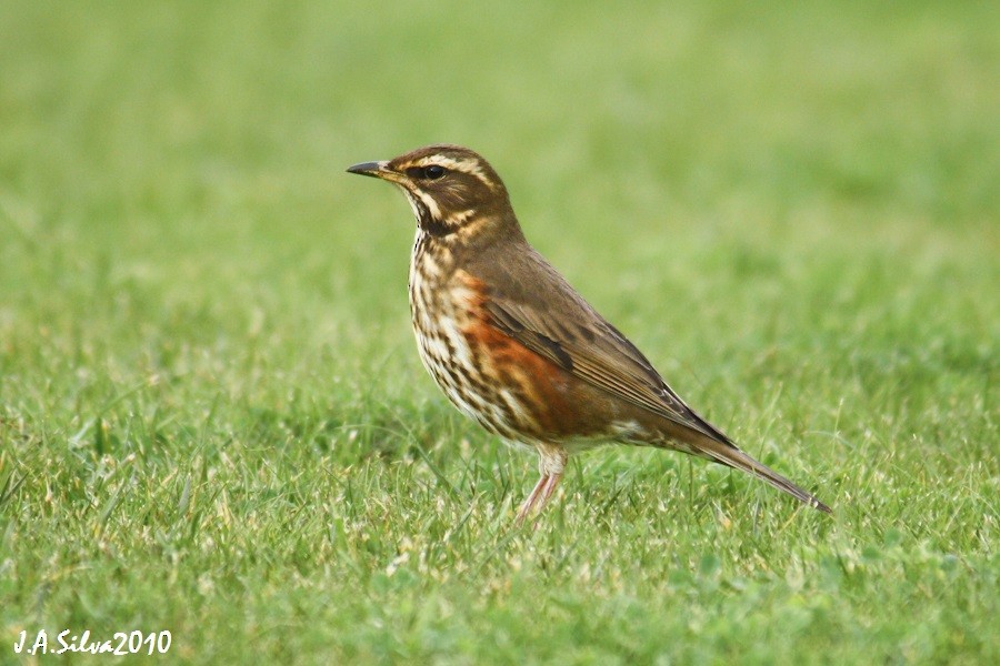 Redwing - Jorge Araújo da Silva