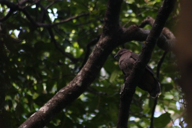 Аметистовая горлица (amethystinus/imeldae) - ML205886341