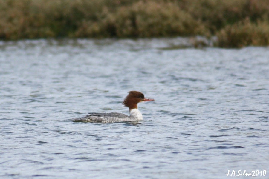 Common Merganser - Jorge Araújo da Silva