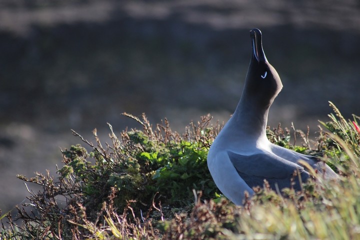 Graumantelalbatros - ML205888651