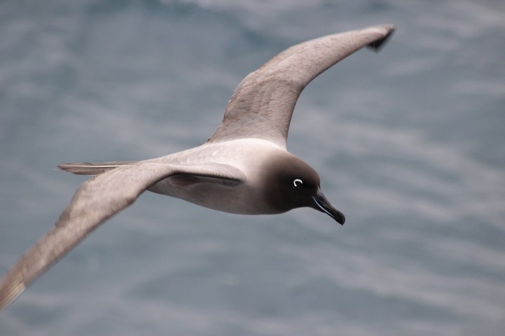 Graumantelalbatros - ML205888671
