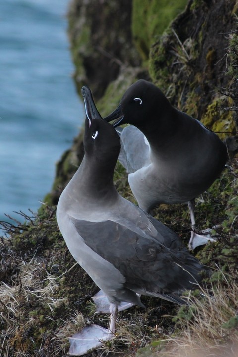 Graumantelalbatros - ML205888691