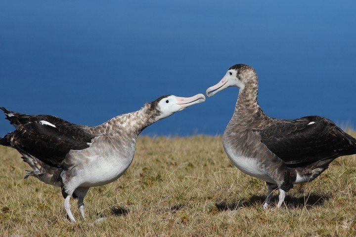 Amsterdam Albatross - Rémi Bigonneau