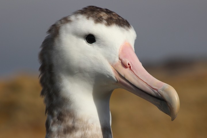 Amsterdam Albatross - ML205888771