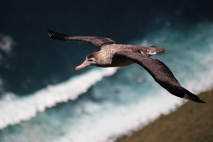 Amsterdam Albatross - Rémi Bigonneau