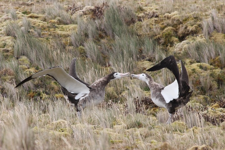 Amsterdam Albatross - ML205888841