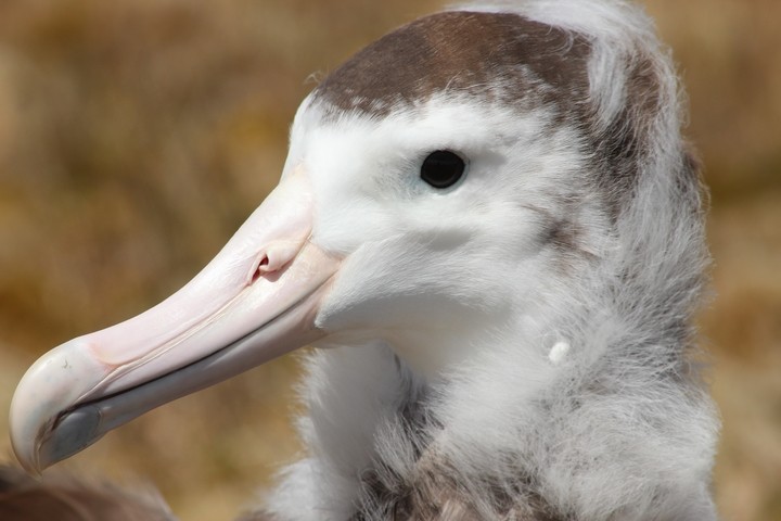 Amsterdam Albatross - ML205888851