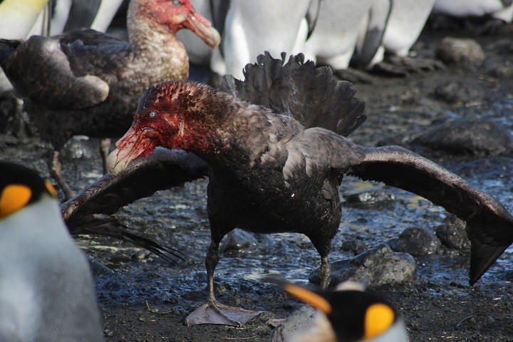 Southern Giant-Petrel - ML205889011