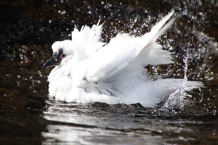 Black-faced Sheathbill - Rémi Bigonneau