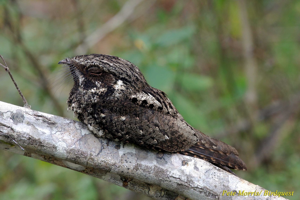 Cuban Nightjar - Pete Morris