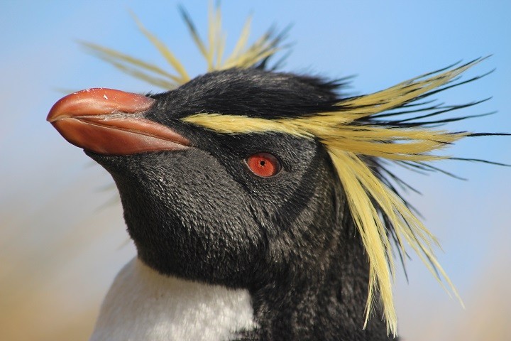 ML205891341 - Moseley's Rockhopper Penguin - Macaulay Library