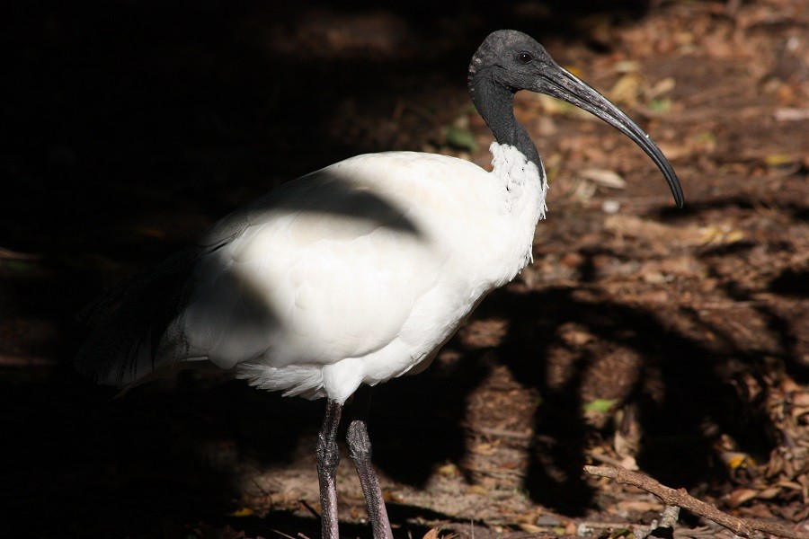 ibis australský - ML205894291