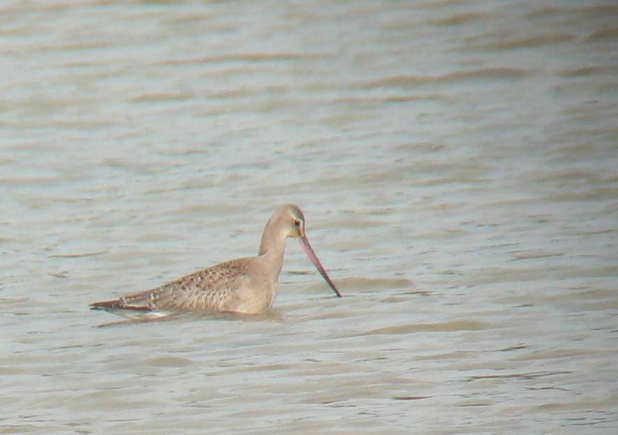 Hudsonian Godwit - ML20589431