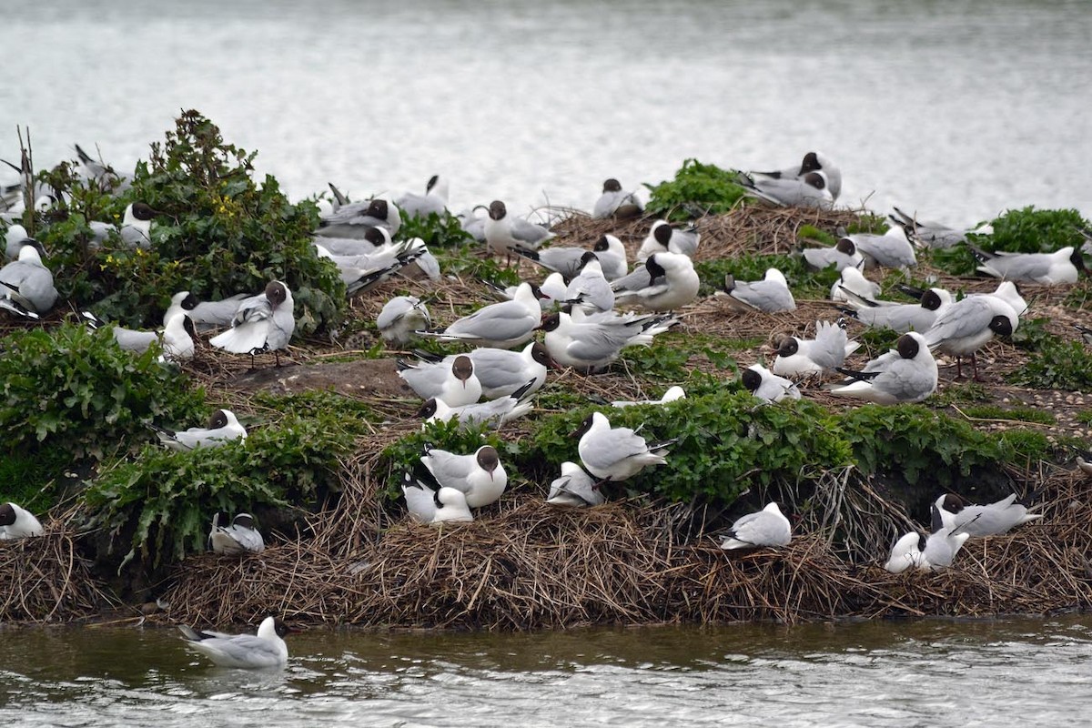 Black-headed Gull - A Emmerson