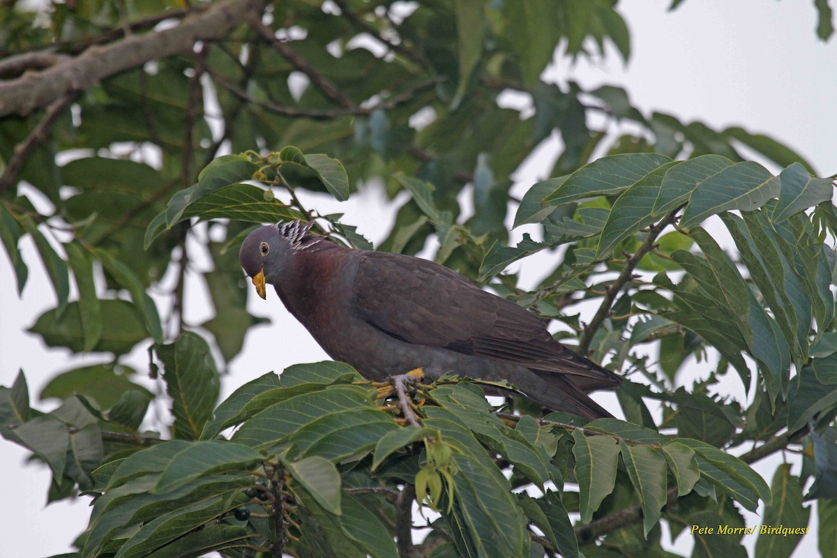 Comoro Pigeon - ML205896171