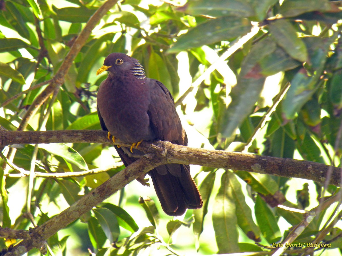 Comoro Pigeon - ML205896181