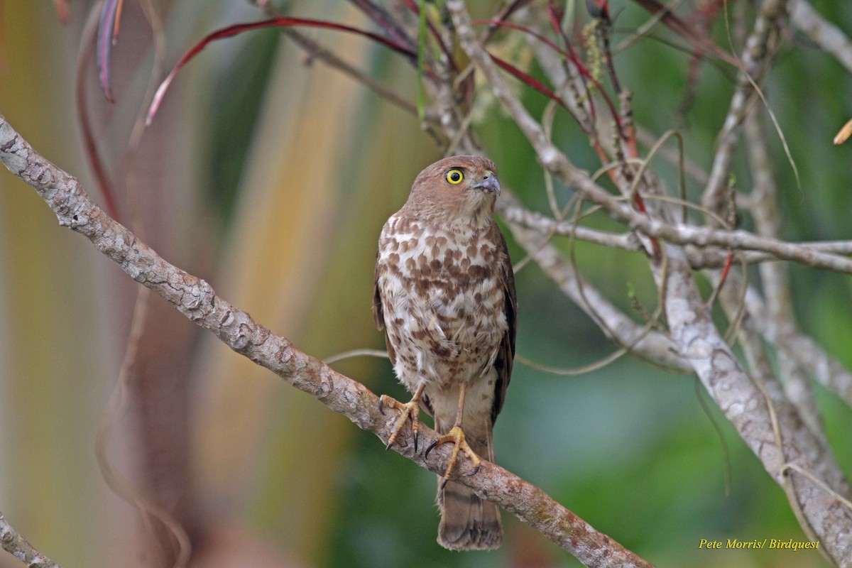 Frances's Sparrowhawk - Pete Morris (Birdquest)