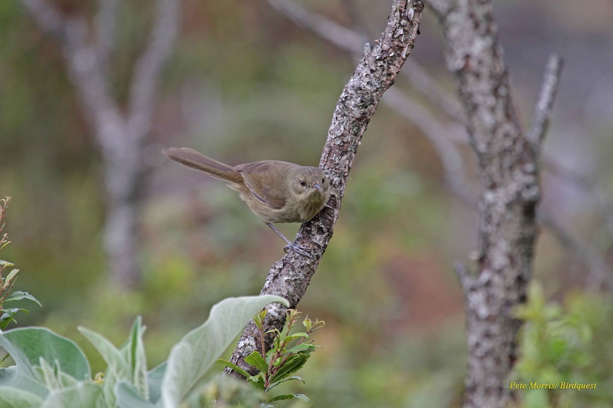 Grande Comore Brush-Warbler - Pete Morris (Birdquest)
