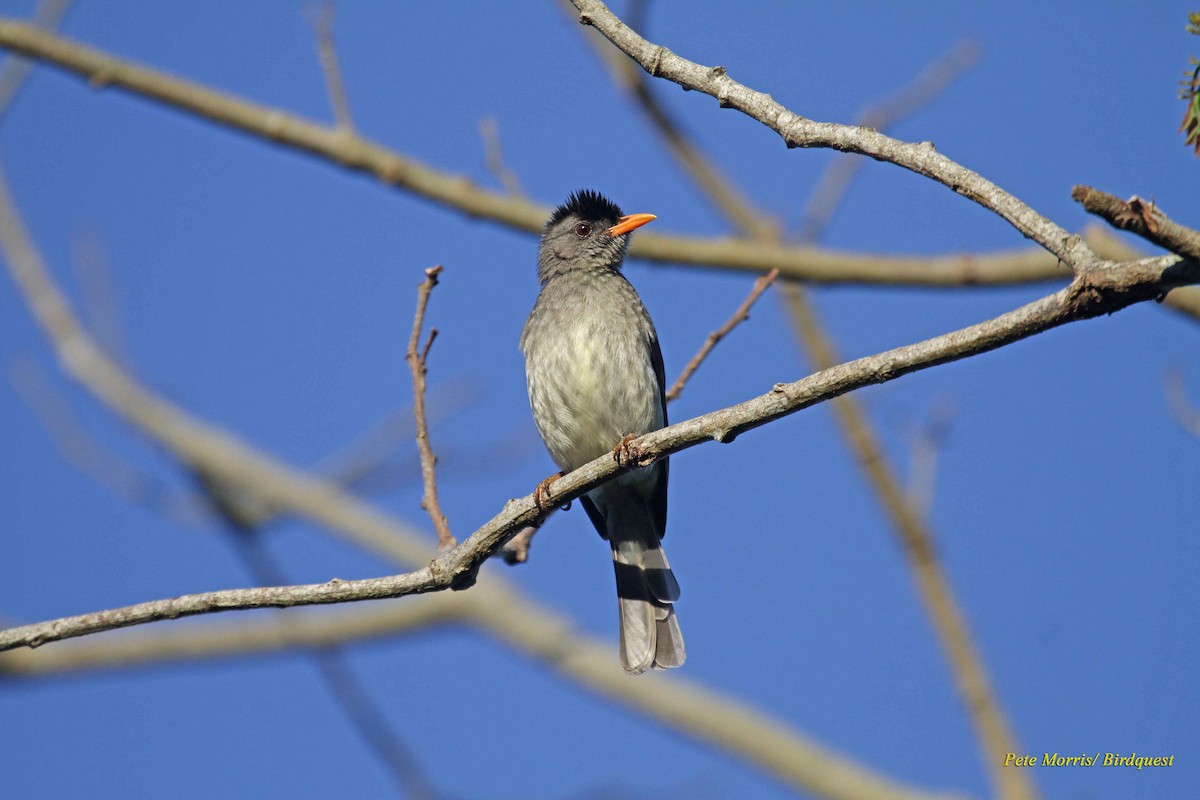 Bulbul des Comores - ML205896221