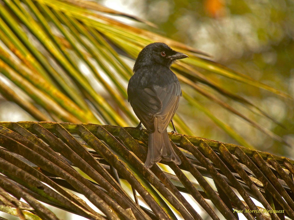 Grande Comore Drongo - Pete Morris (Birdquest)