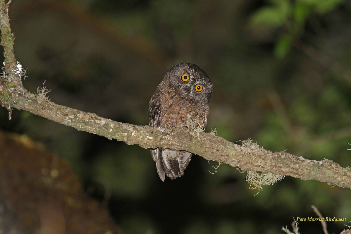 Comoro Scops-Owl - ML205896251