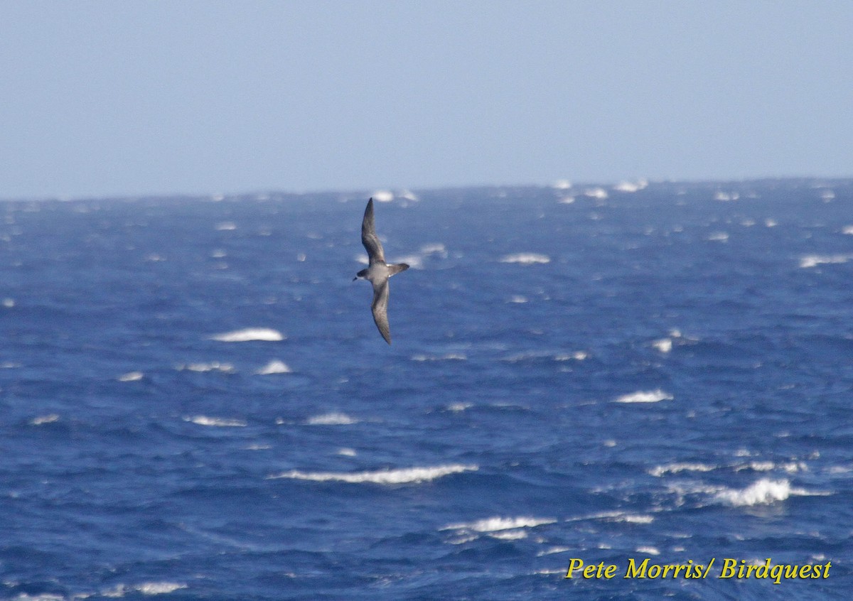 Barau's Petrel - ML205896281