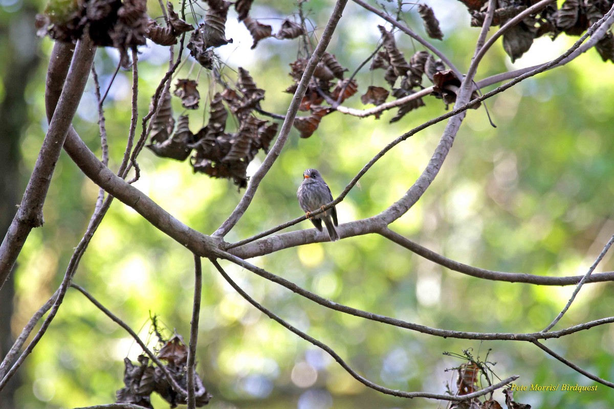 Grande Comore Flycatcher - ML205896301