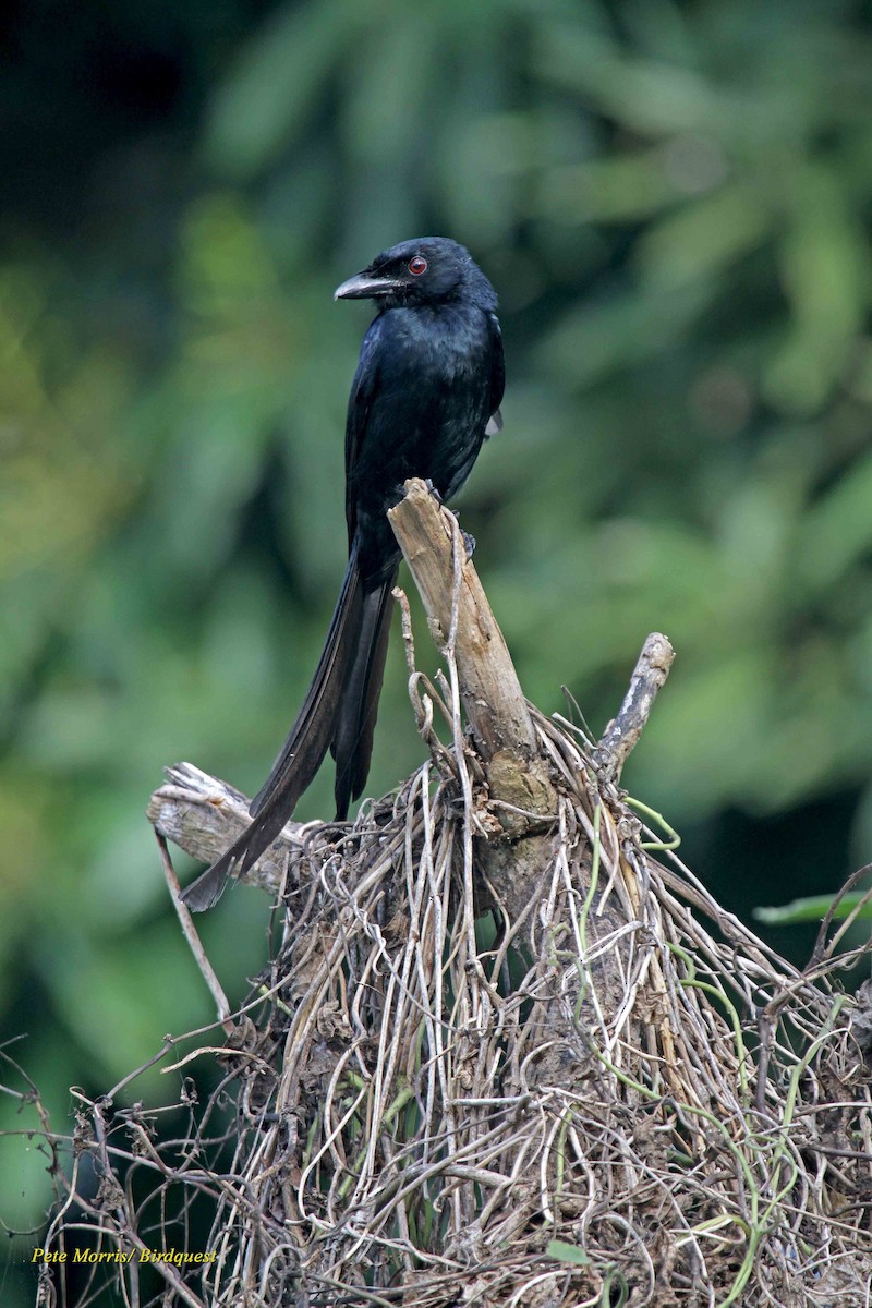 Mayotte Drongo - ML205896361