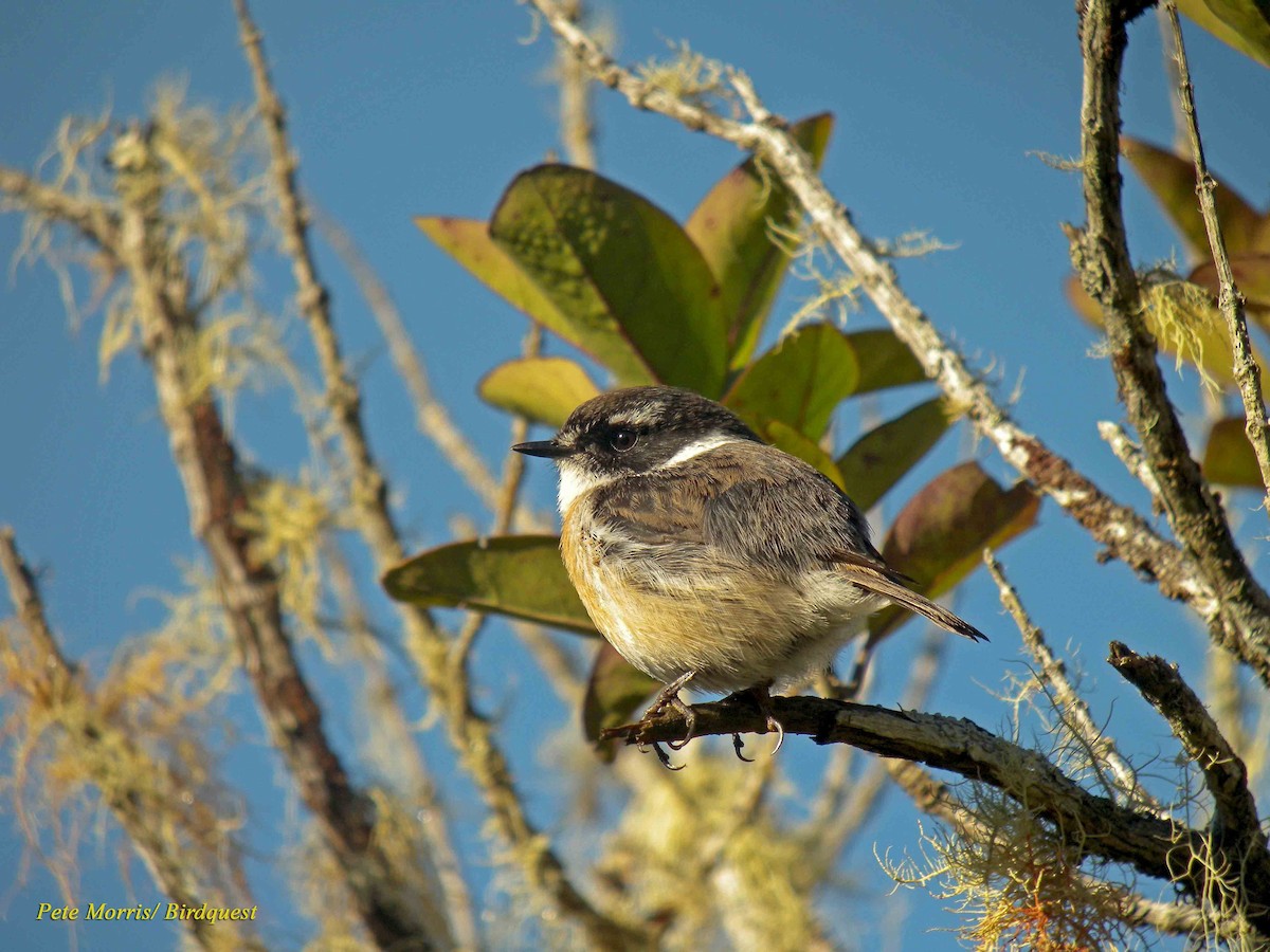 Reunion Stonechat - ML205896391