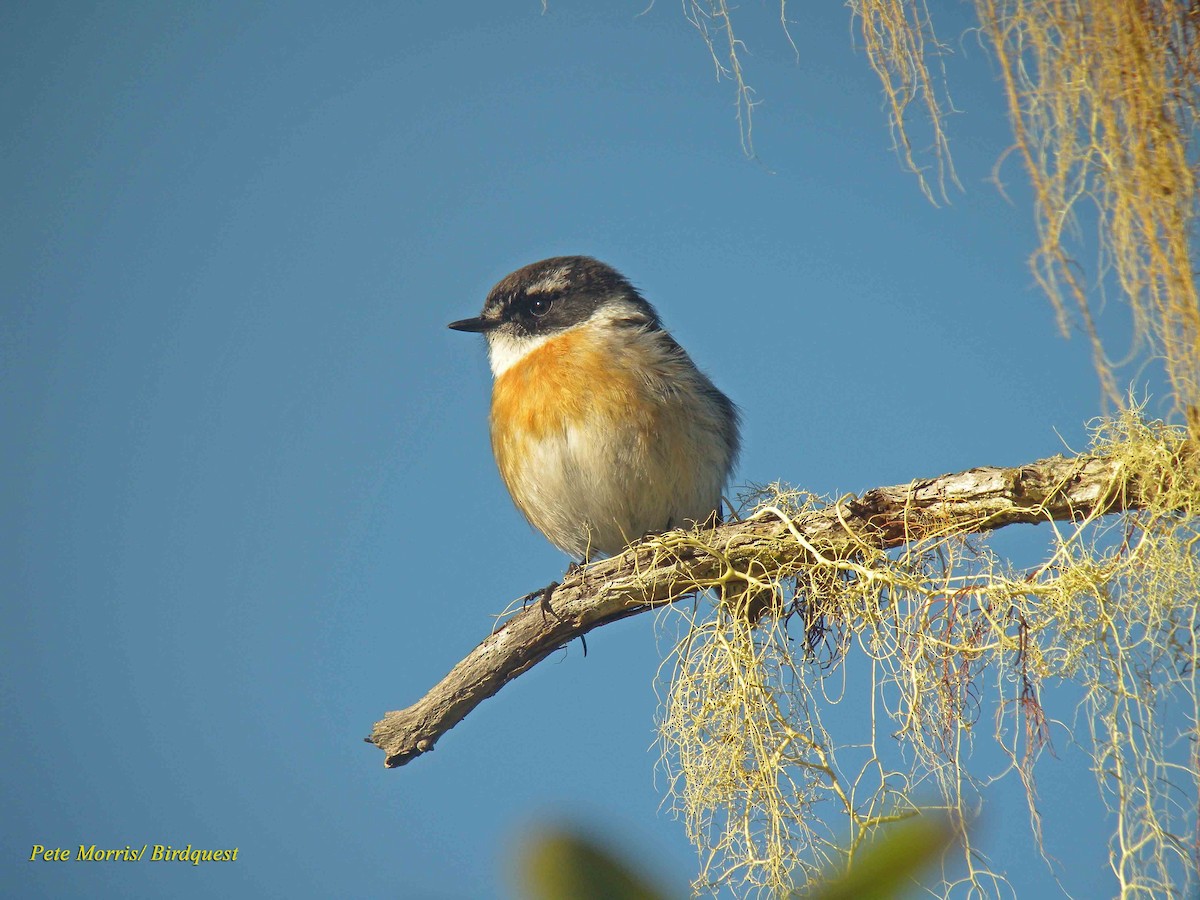 Reunion Stonechat - ML205896401