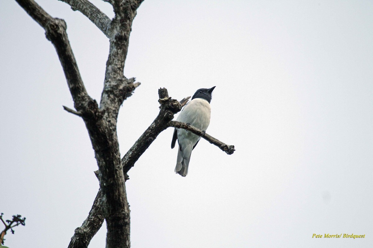 Comoro Cuckooshrike - ML205896431