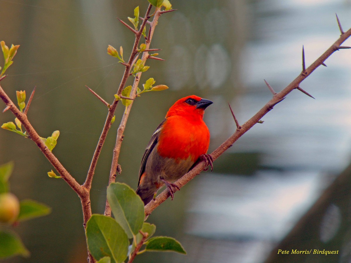 Red-headed Fody (Southern Comoros) - ML205896441