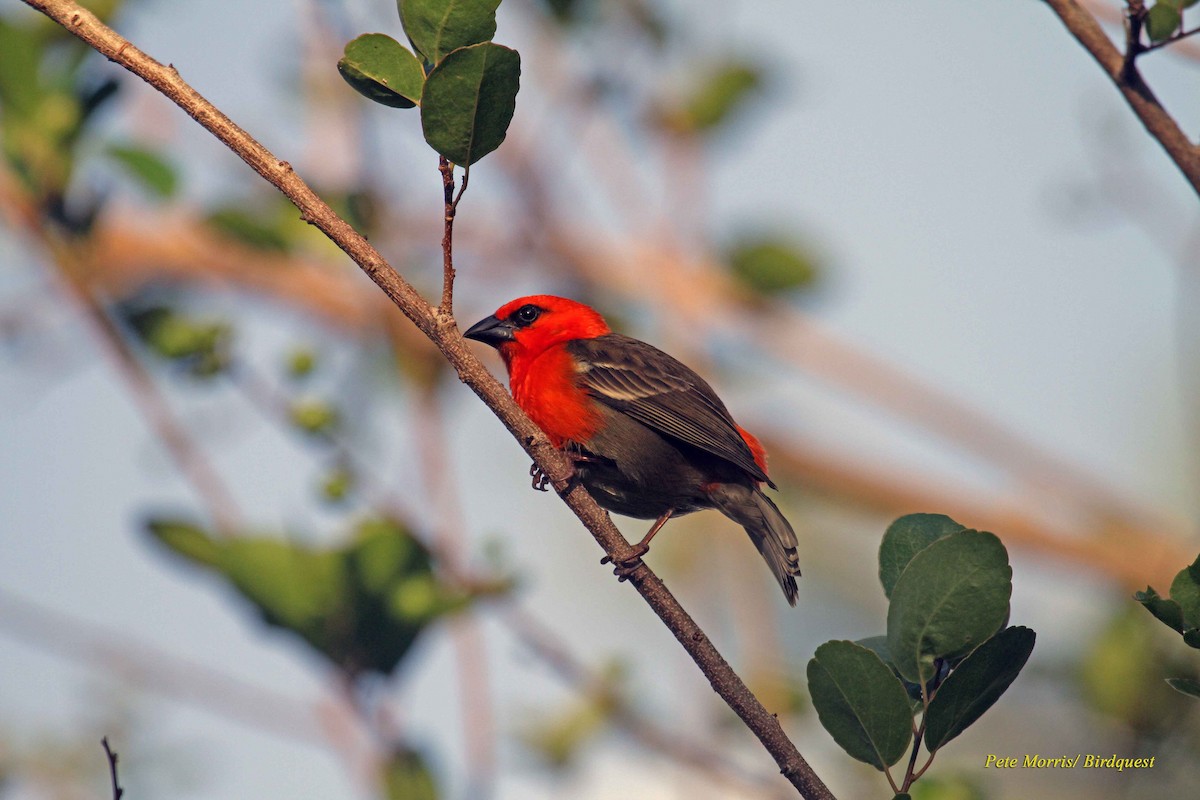 Red-headed Fody (Southern Comoros) - ML205896451