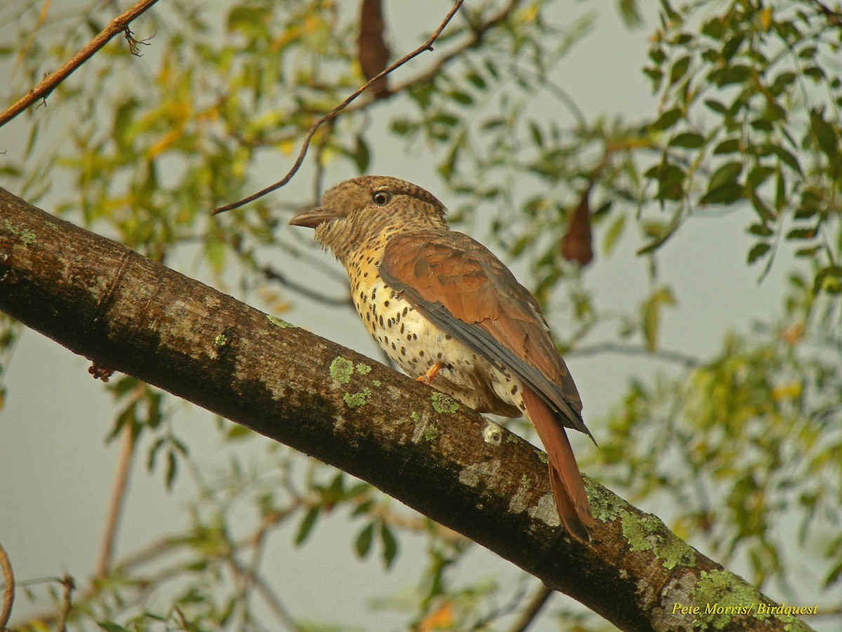 Cuckoo-roller - ML205896481