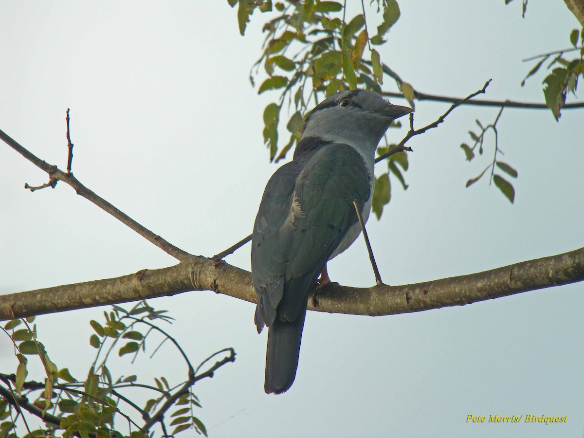 Cuckoo-roller - ML205896491