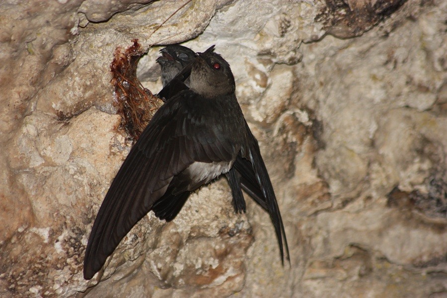 White-rumped Swiftlet - ML205896631