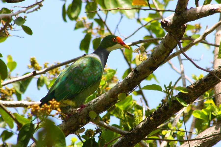 Orange-fronted Fruit-Dove - ML205896751