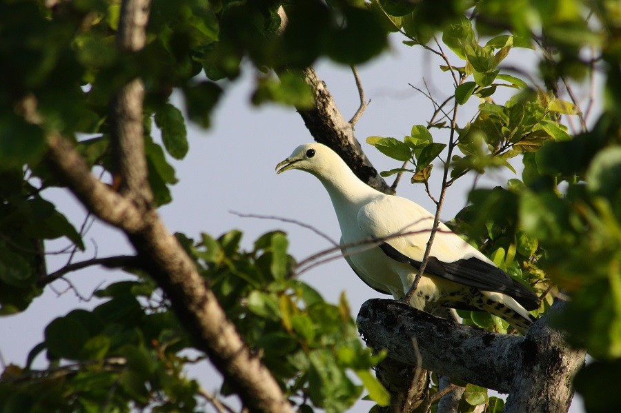 Torresian Imperial-Pigeon - ML205896851